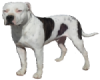 Dog "Rock-Head"