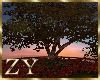 ZY: Sunset Garden Tree