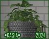 Decor Plant 2024