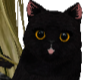 Black Cat [Shoulder]