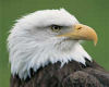 [A&R]Wedge tail eagle
