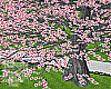 Sakura Pink Tree