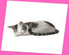 (SS) CAT 2
