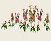 Hibiscus & Anthuriums