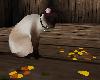 Siamese Shanty Cat
