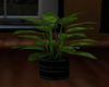 House Plant 2