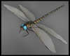 *Dragonfly