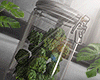 金 Jar O' Buds