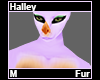 Halley Fur M