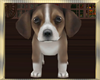 Puppy ~  Beagle