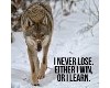 Wolf I never lose