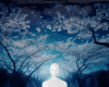 Background Blossom Night