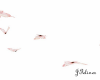 Pink Red Butterflys