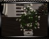 ~Christmas Plants
