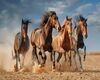 Wild Horses 1
