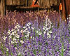 Lavendar Flower Patch