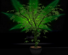 Cannabis Tree