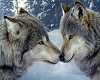 Loving Wolf Cuddle Swing