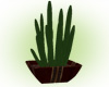 Tender's cactus
