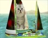 kitty Boat