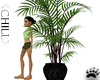 Palm Potted Plant
