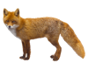 TF* real pretty fox