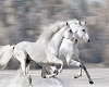 [GS] Horses White