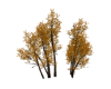 (ED1)white birch |autumn