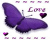 love butterfly