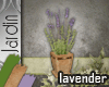 [MGB] J! Herb Lavender