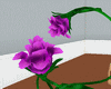 [MK] flo roses purple
