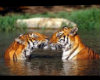 Kissing Tigers Photo 