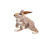 Funland Rabbit