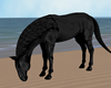 Black Beauty Stallion