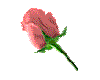 peach rose