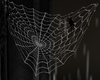 Attic Spiders w/Web