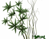 succulent plant okavanga