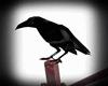 EVIL CROW WITH SOUNDS