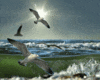 Seagull Sound 3D