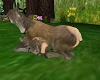 Mama and Baby Deer