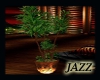 Jazzie-Cabana Plant