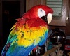 [Cyn]Scarlet macaw crest