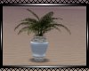 **Beautiful Vase