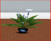 Peace Lily, blue pot