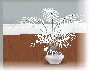 White Willow