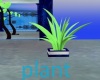 nemo fern