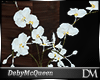 [DM] Orchid