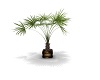 Palm tree 8
