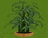 Zen Bamboo Plant