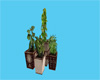 Deluxe Potted Plants